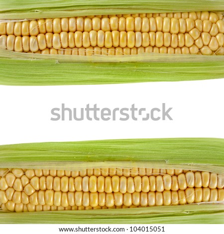 Frame Border of Corn ear with copy space isolated on white background