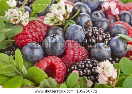 forest berries with flower background