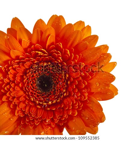 Orange gerbera flower head  isolated on white background