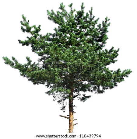 Pine Tree Isolated On White Stock Photo 110439794 : Shutterstock