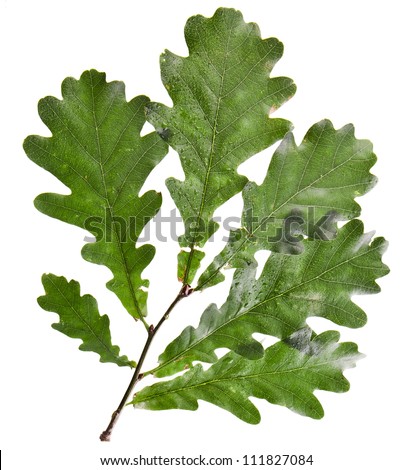 Oak Tree Green Leaves Isolated Over White Background Stock Photo