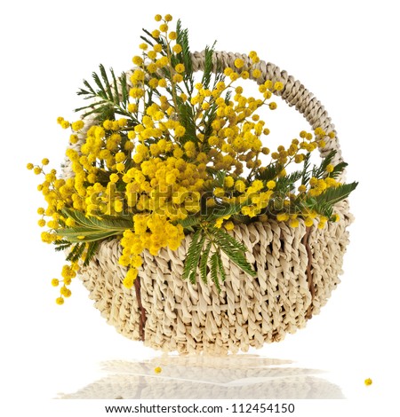stock%20photo%20:%20bouquet%20mimosa%20acacia%20flowers%20in%20a%20basket,%20on%20white
