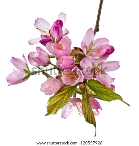 Branch Pink Cherry Blossom Flowers, Isolated On White