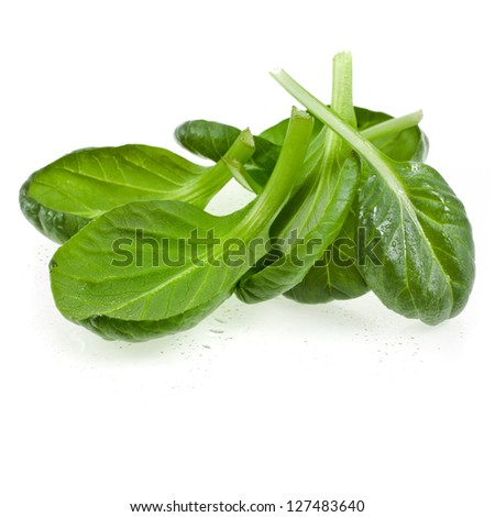 fresh green leaves spinach or pak choi isolated on a white background fresh green leaves spinach or pak choi isolated on a white background