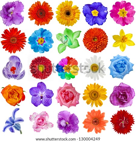 Colored Flower heads collection set isolated on white background Colored Flower heads collection set isolated on white background
