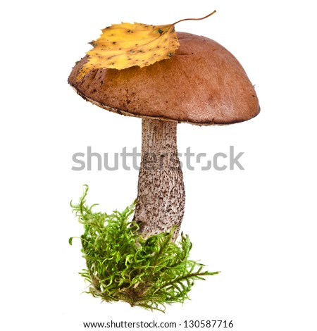 boletus mushroom in a green moss isolated on white background