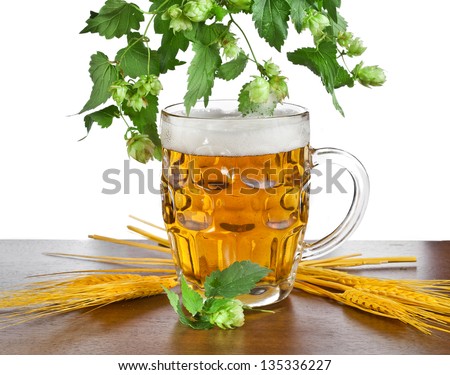 beer mug with fresh hop plant isolated on white background