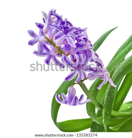 Blue Hyacinth flower with water drops isolated on white background