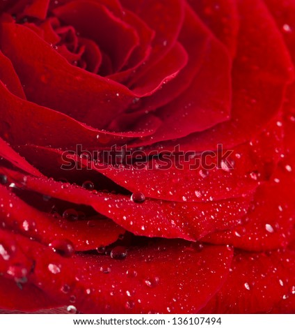 One single red rose bud close up macro shot with water drops