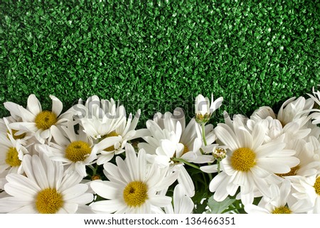border of chamomile flower on artificial green grass isolated on white background