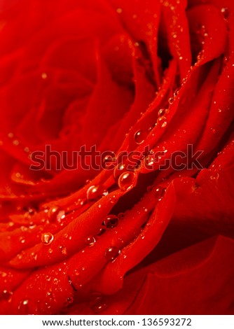 One single red rose bud close up macro shot with water drops isolated on white
