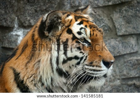 Tiger face  close up