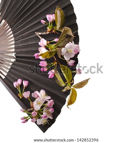Fresh Flower Sakura in a Black Vintage Japanese Paper Fan Isolated on white background