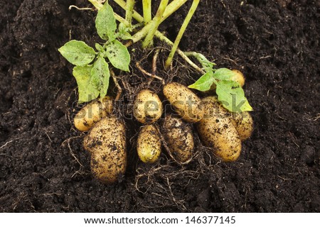 Potato Field Vegetable With Tubers In Soil Dirt Surface Background