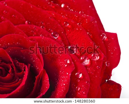 One single red rose bud close up macro shot with water drops isolated on white  background