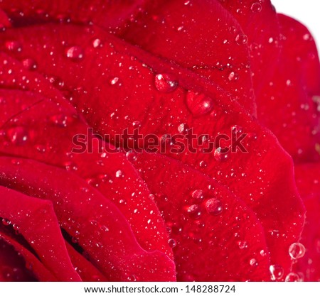 One single red rose bud close up macro shot with water drops surface texture