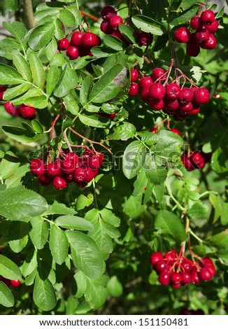 decorative rowan tree with wet ripe red berries outdoor close up