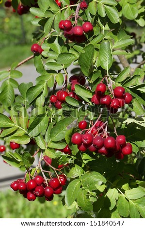 decorative rowan- hawthorn tree with blood-red berries close up