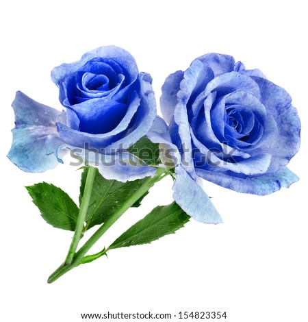 Two Beautiful Blue Rose Isolated On White Background
