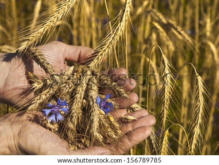 farmer holding a spike of rye against the background of the autumn field