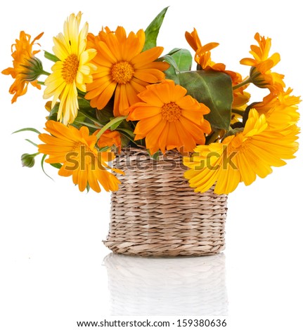 orange rural bouquet heap of calendula in wicker box close up Isolated on white background
