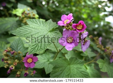Rubus odoratus plant (Purple-flowered Raspberry or Virginia raspberry)