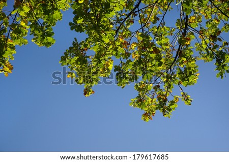 Spring oak leaves on blue sky  background