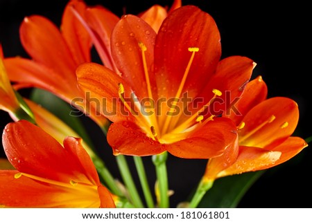 orange color flowers of lily clivia isolated on black background