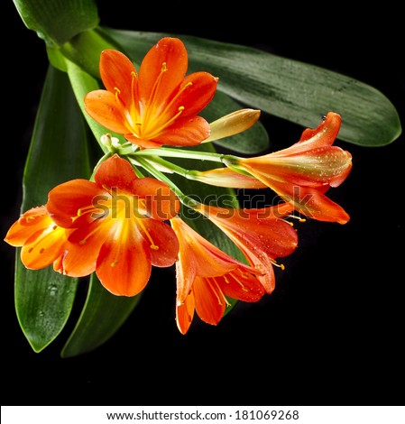 orange color flowers of lily of clivia kind on black background