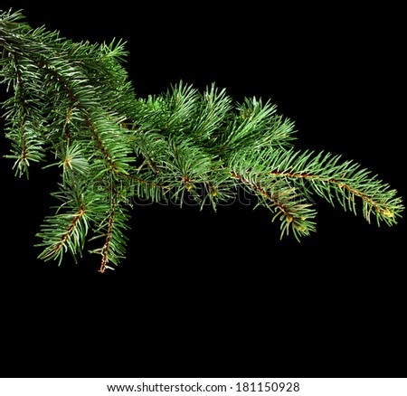 Fresh green fir branch close up with copy space isolated on black background
