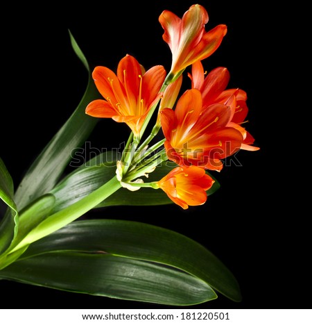 orange color flowers of lily of clivia kind isolated on black background