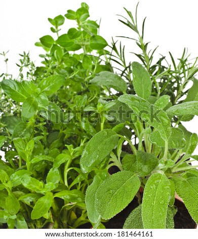 Useful herbs collection close up  isolated on white background
