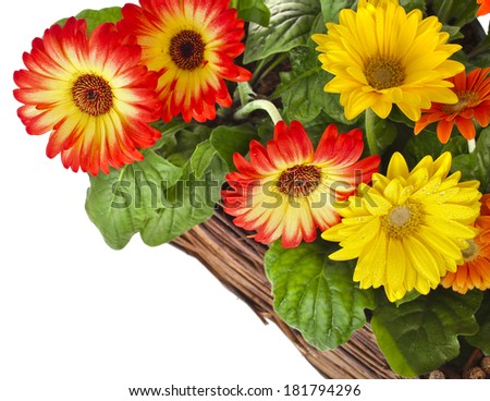 garden flowers for wooden fence  isolated on white background