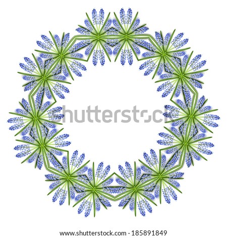 Border Frame of Blue Spring flowers Muscari Isolated on white background