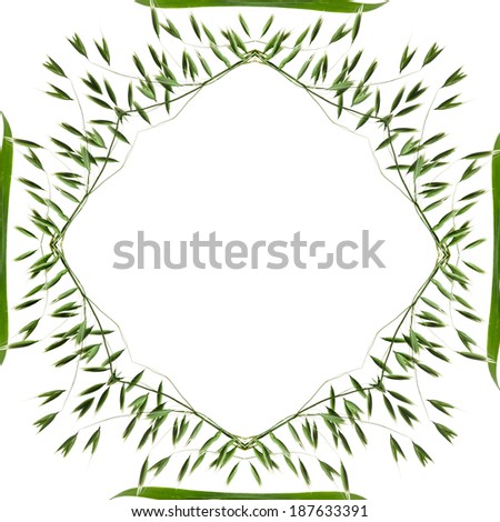 Abstract frame decor of fresh green oat isolated on white background
