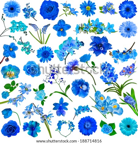 Collection set of blue flowers isolated on white background
