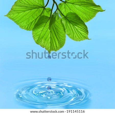 Water drop from green leaves on summer background