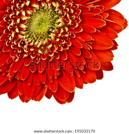 Gerbera flower head close up macro with water drop isolated on white background