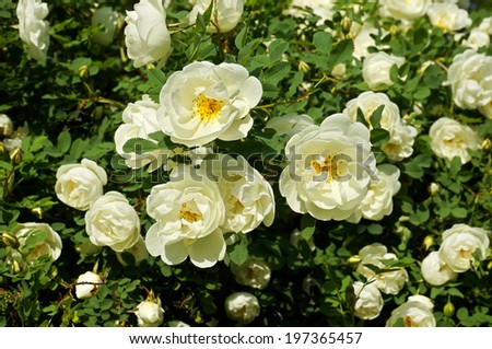 white roses plant in garden