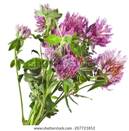Closeup of red clover flower (Trifolium pratense) isolated on white background