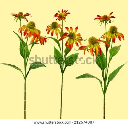 Collection set of colored Echinacea  daisy Flower isolated on yellow Background