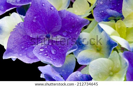 Hyndrangea Hortensia Flower with water drops top view close up on black background