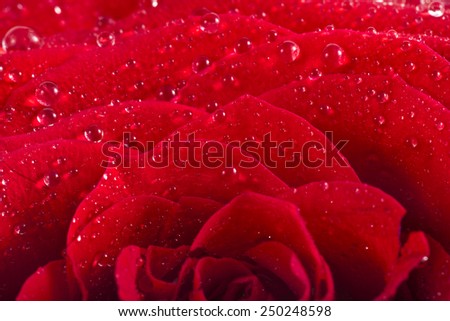 One single red rose bud close up macro shot with water drops isolated on white