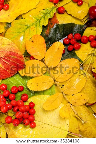 Colored autumn scenic background surface