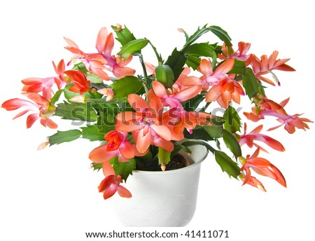 christmas cactus christmas cactus
