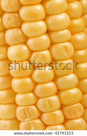 fresh golden corn ear,  close up  macro surface top view  background