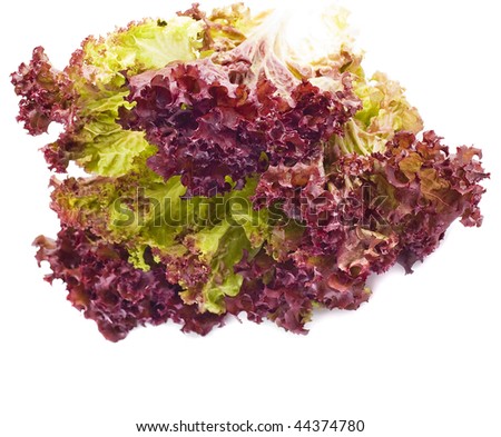 Curly Lettuce