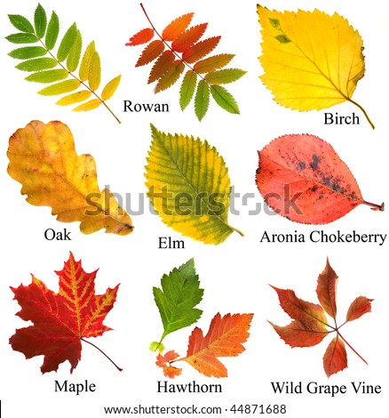 name of leaves