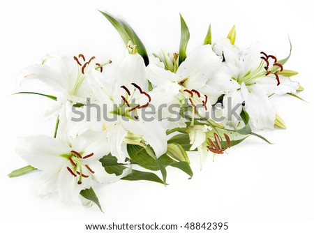 branch of white flower lily  isolated on white background