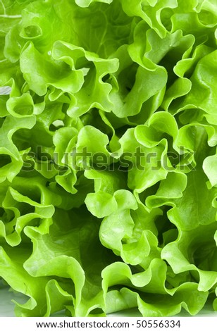 Fresh lettuce background